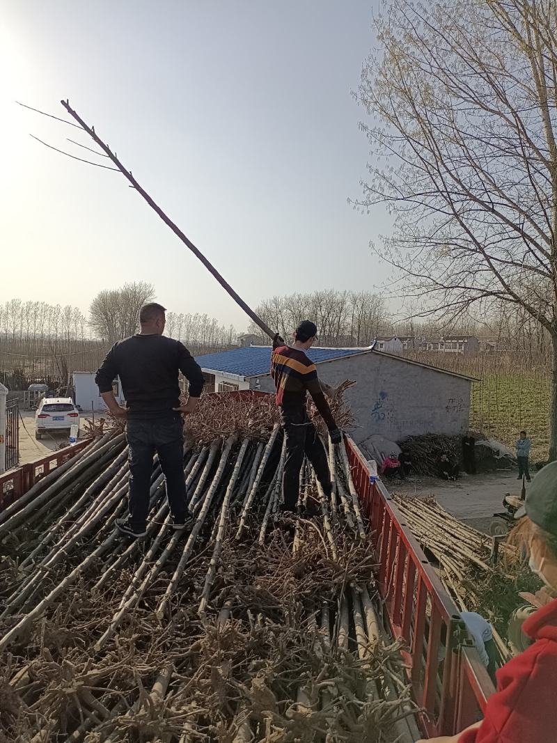 精品苦楝，自家苗圃，诚信经营，种植面积大，上货速度快，