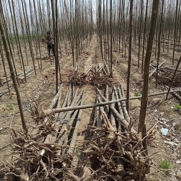 精品苦楝，自家苗圃，诚信经营，种植面积大，上货速度快，
