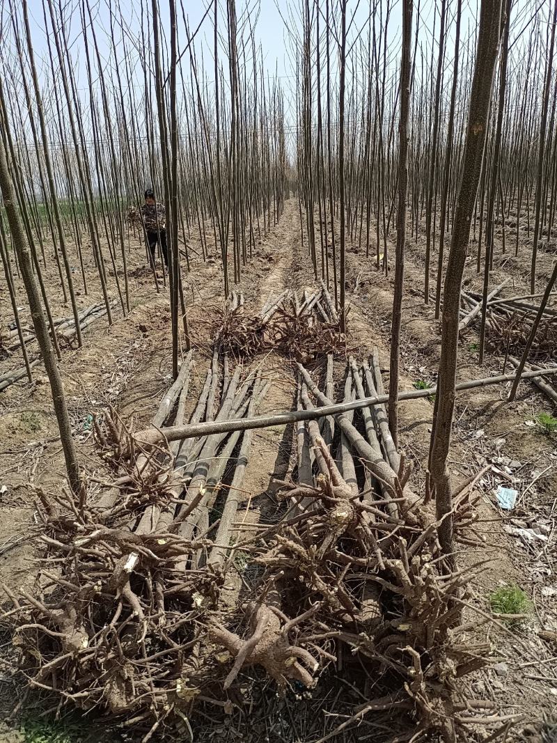 精品苦楝，自家苗圃，诚信经营，种植面积大，上货速度快，