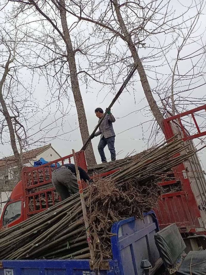 精品苦楝，自家苗圃，诚信经营，种植面积大，上货速度快，