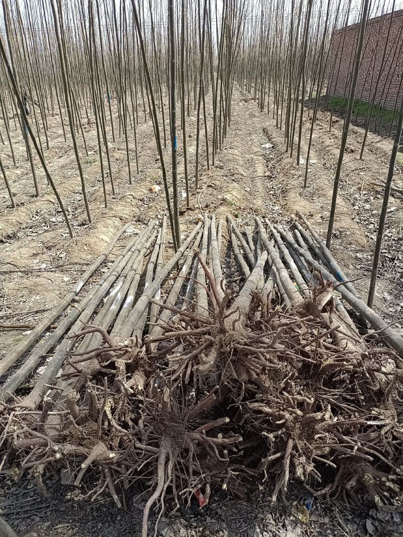 精品苦楝，自家苗圃，诚信经营，种植面积大，上货速度快，