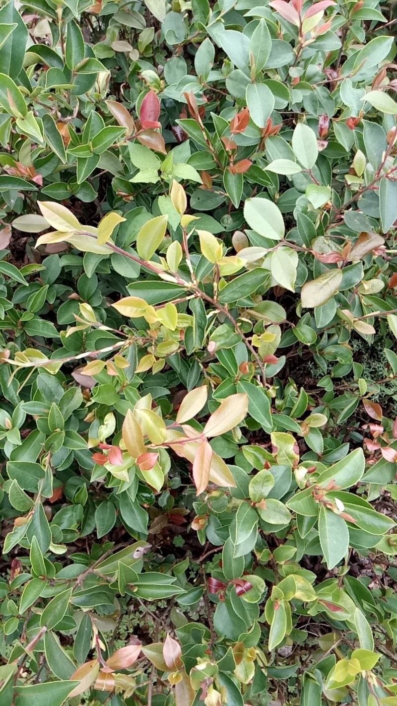 广西柳州融安，油茶苗高产有保证两到三年有果，可联系我！