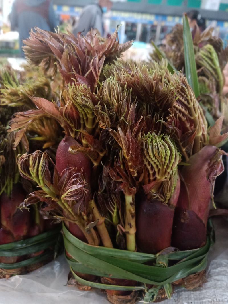 云南普洱刺嫩芽_红色刺老芽_刺包菜