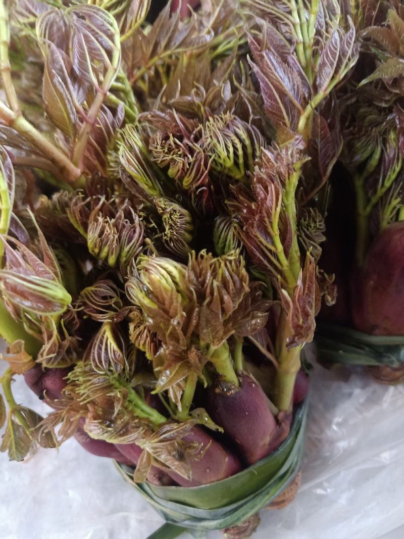 云南普洱刺嫩芽_红色刺老芽_刺包菜