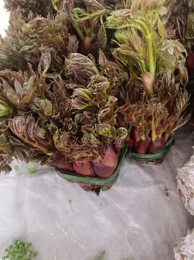 云南普洱刺嫩芽_红色刺老芽_刺包菜
