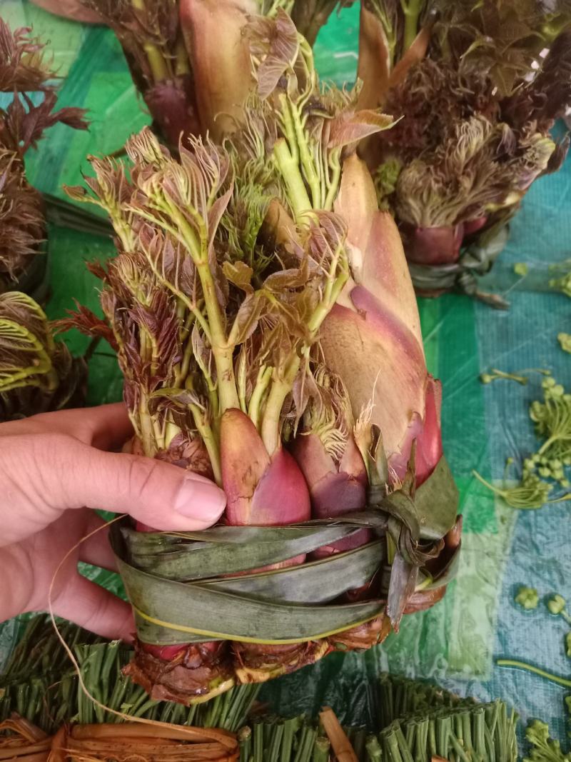 云南普洱刺嫩芽_红色刺老芽_刺包菜