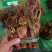 云南普洱刺嫩芽_红色刺老芽_刺包菜