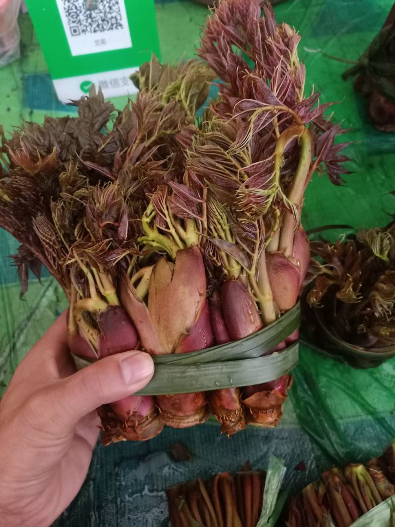 云南普洱刺嫩芽_红色刺老芽_刺包菜
