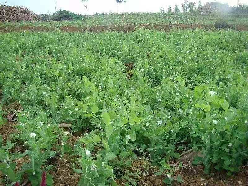 豌豆干豌豆青豌豆厂家跑江湖地摊货源批发