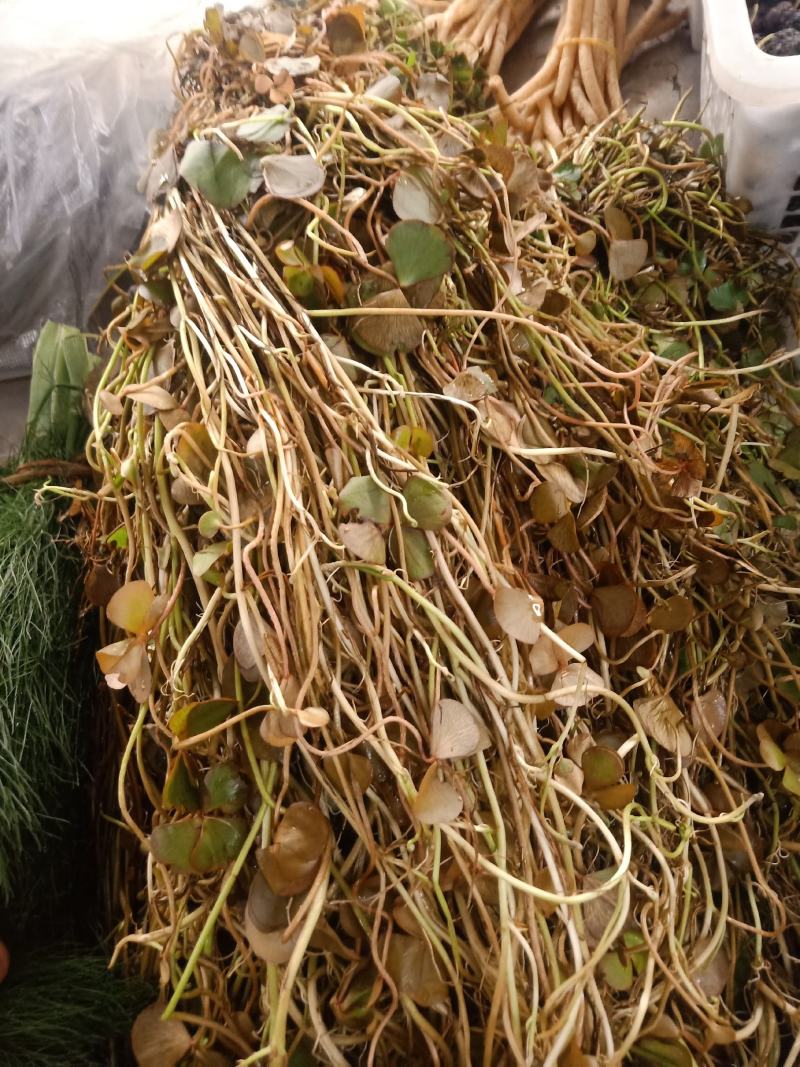 云南普洱细芽菜_鲜货