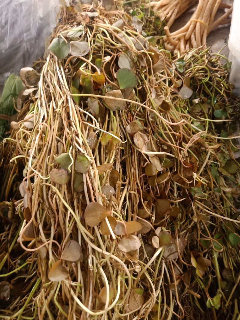 云南普洱细芽菜_鲜货