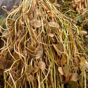 云南普洱细芽菜_鲜货