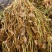 云南普洱细芽菜_鲜货