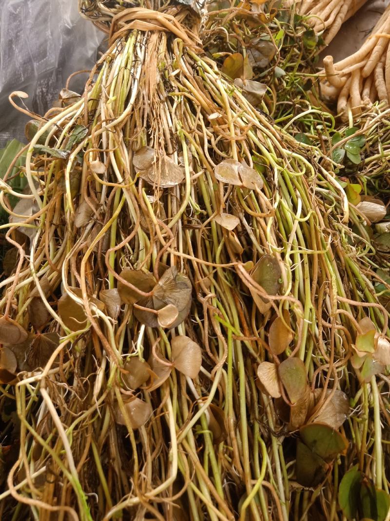 云南普洱细芽菜_鲜货