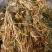 云南普洱细芽菜_鲜货