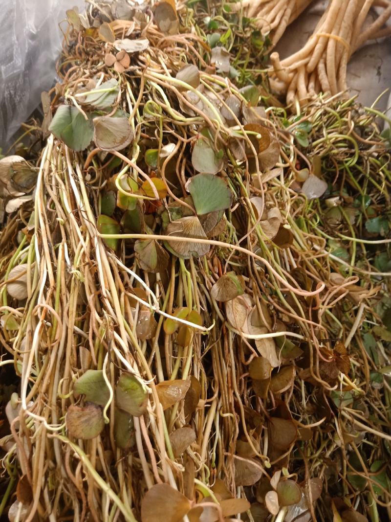 云南普洱细芽菜_鲜货