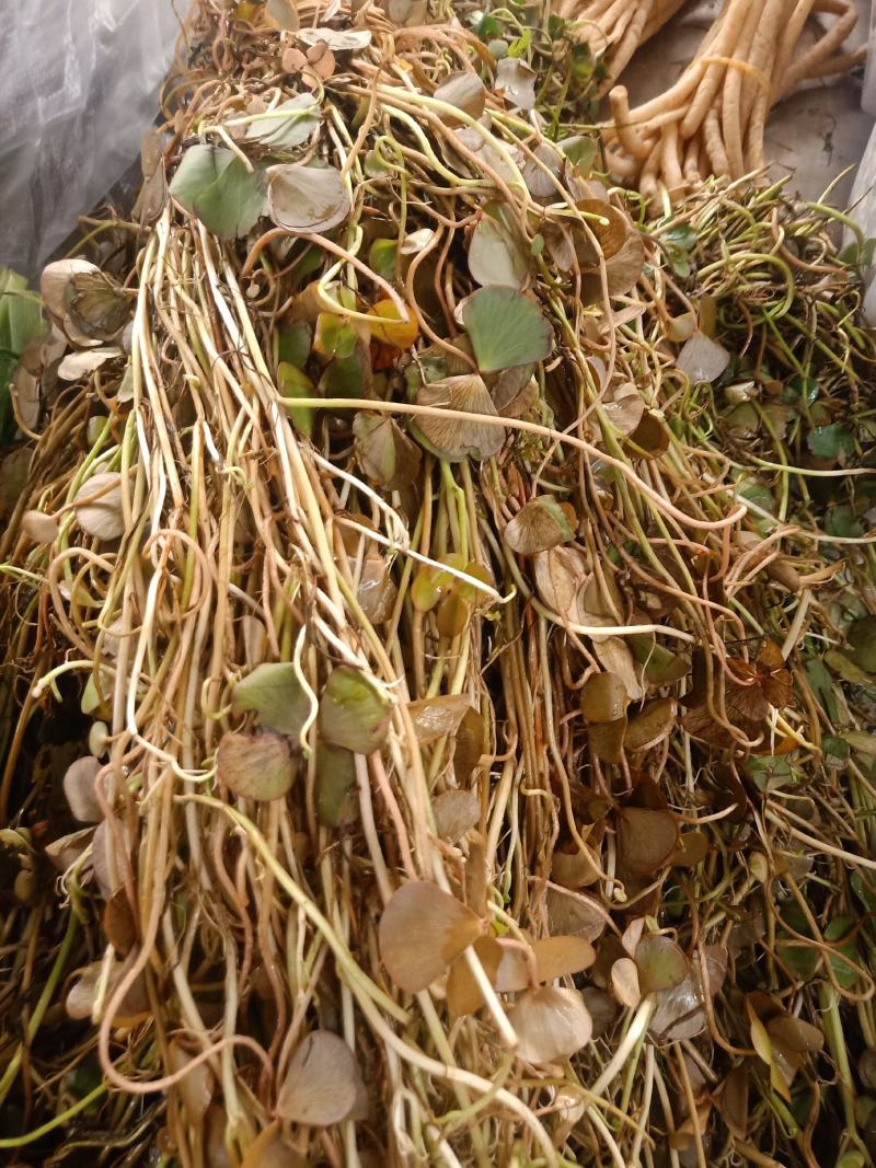 云南普洱细芽菜_鲜货