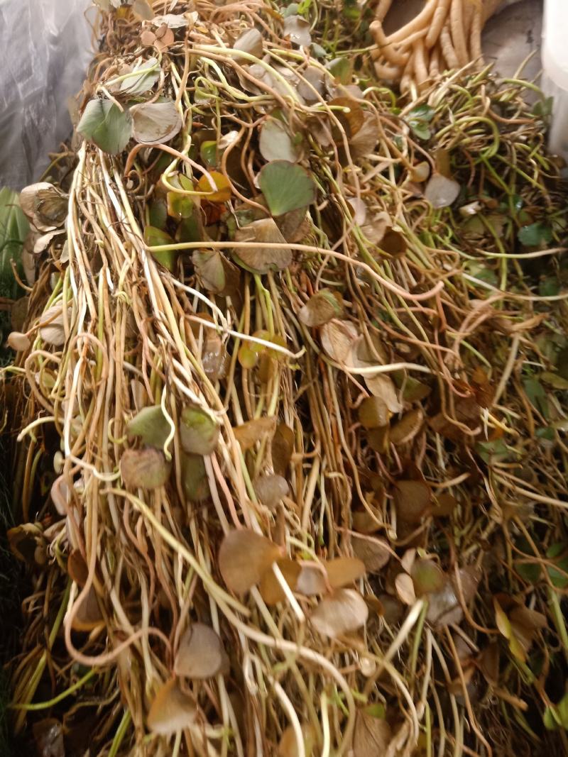 云南普洱细芽菜_鲜货