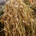 云南普洱细芽菜_鲜货