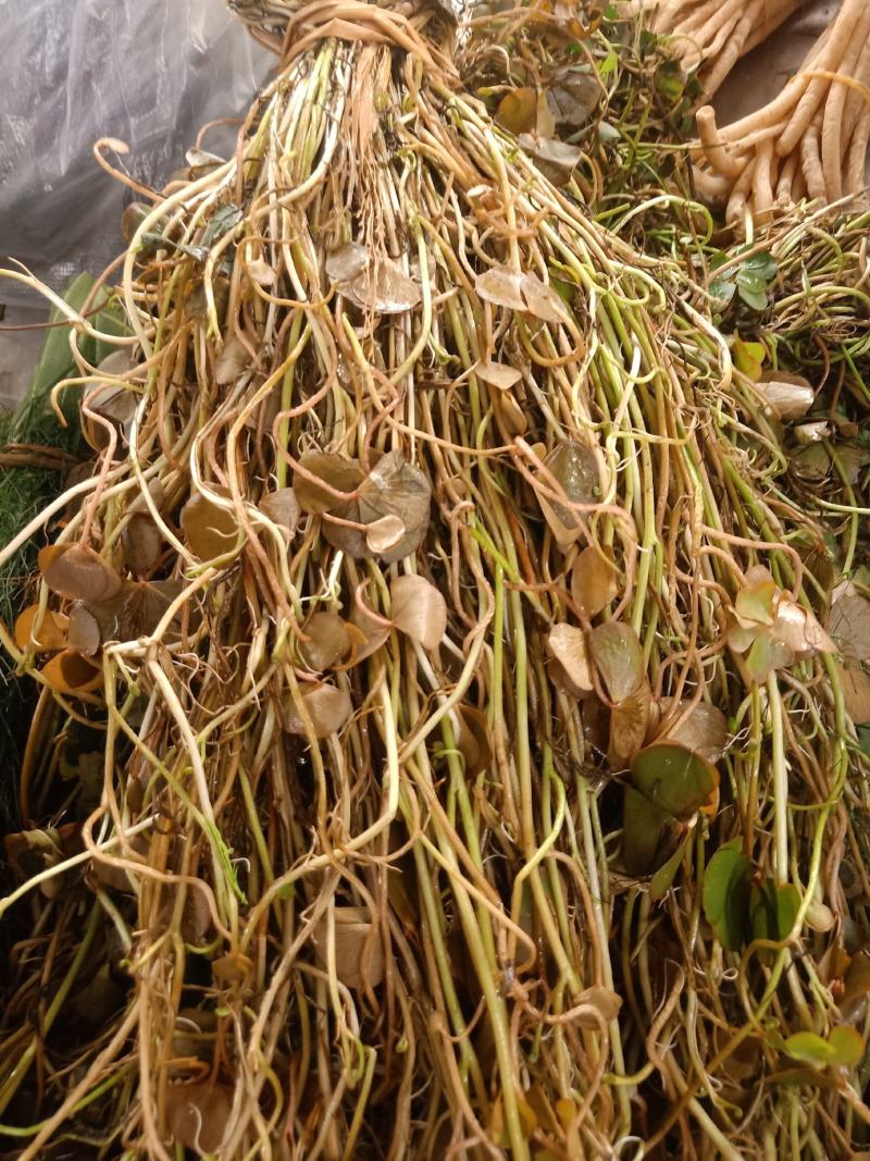 云南普洱细芽菜_鲜货