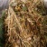 云南普洱细芽菜_鲜货