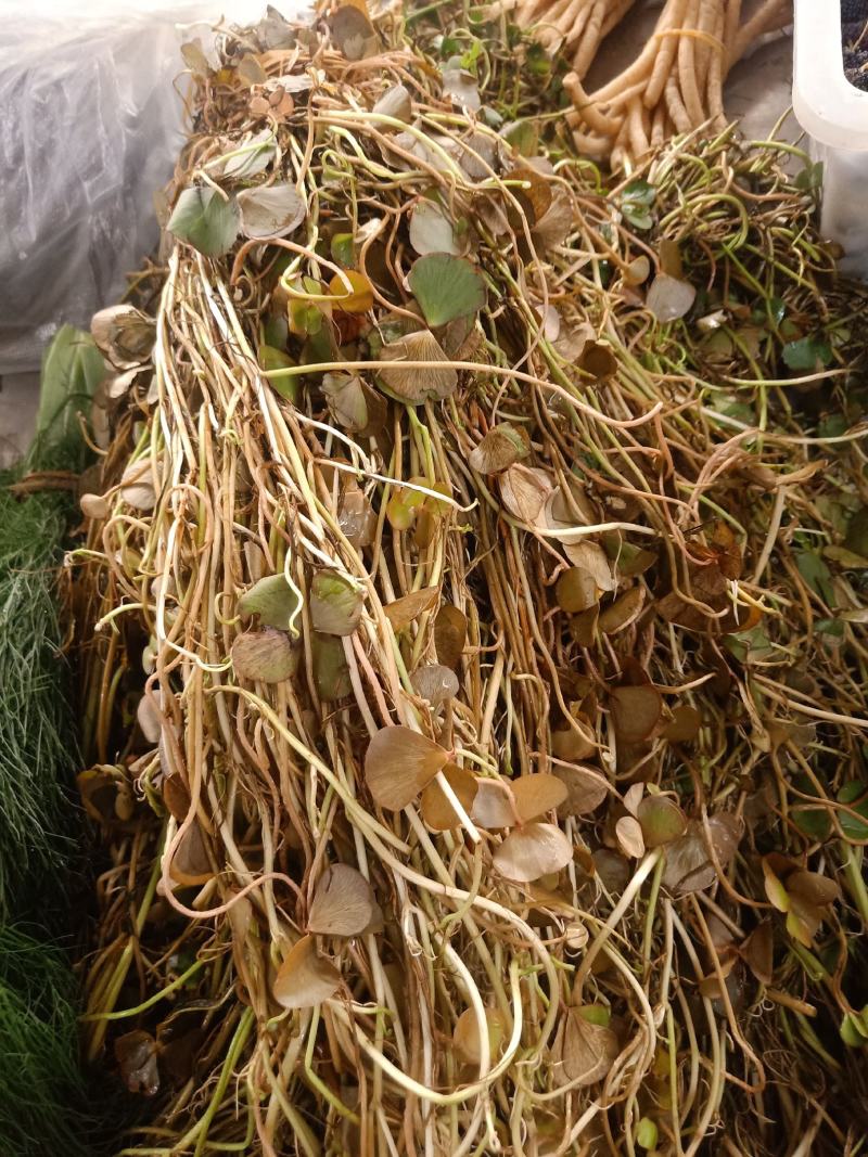 云南普洱细芽菜_鲜货