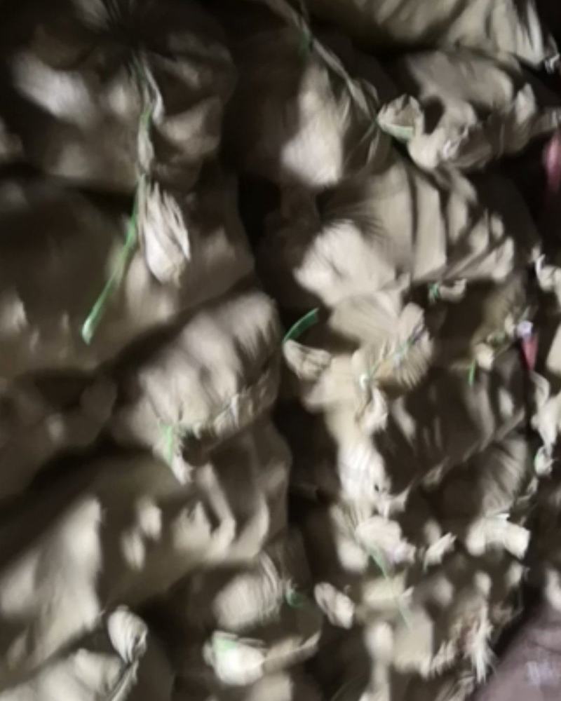 山西运城万荣明通冷库精品黄胡萝卜