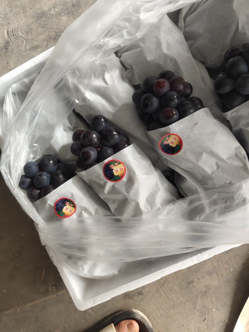 云南建水夏黑葡萄上市了产地直销，代发代办需要老板看过来