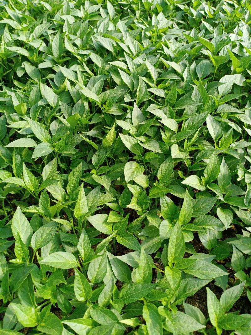 大果进口品种小米椒苗，朝天椒苗，高产量，需要请联系