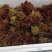 露天本地香椿芽大量有货，提前预订