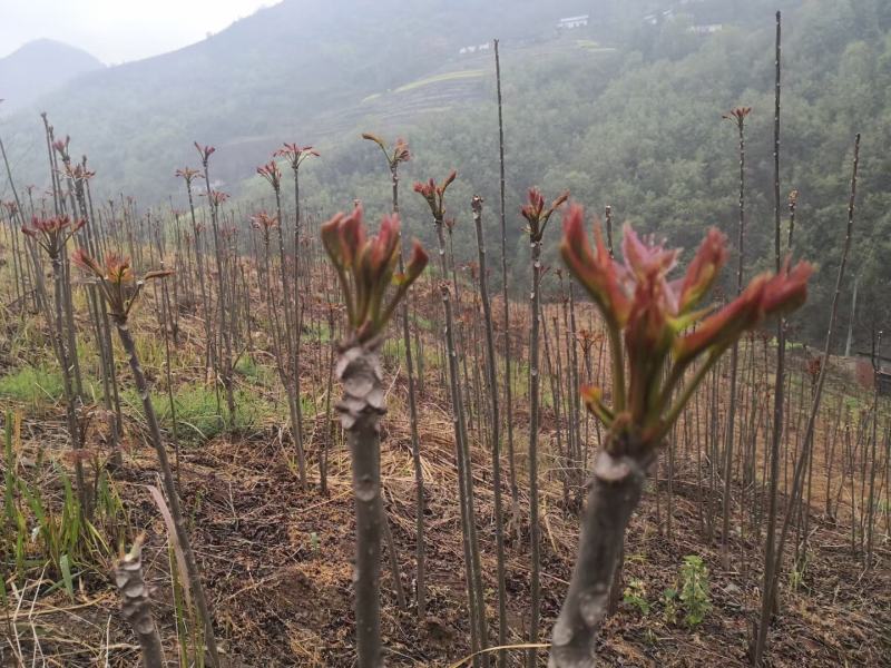 露天本地香椿芽大量有货，提前预订