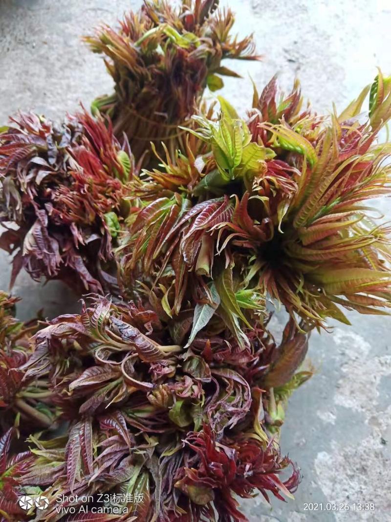 露天本地香椿芽大量有货，提前预订