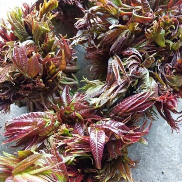 露天本地香椿芽大量有货，提前预订