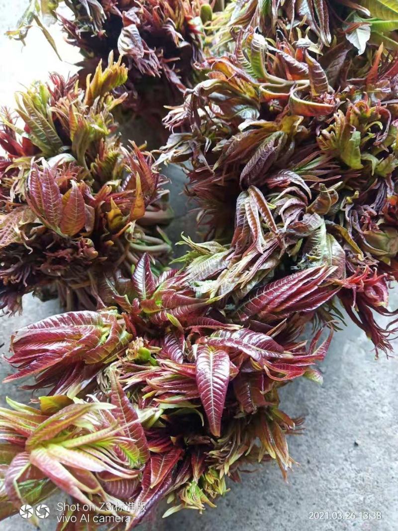 露天本地香椿芽大量有货，提前预订
