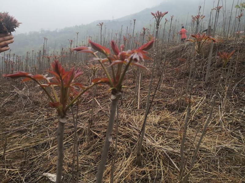 露天本地香椿芽大量有货，提前预订