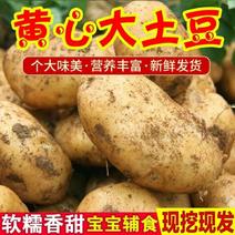 【一件代发】农家自种土豆新鲜蔬菜现挖黄心土豆马铃薯包邮