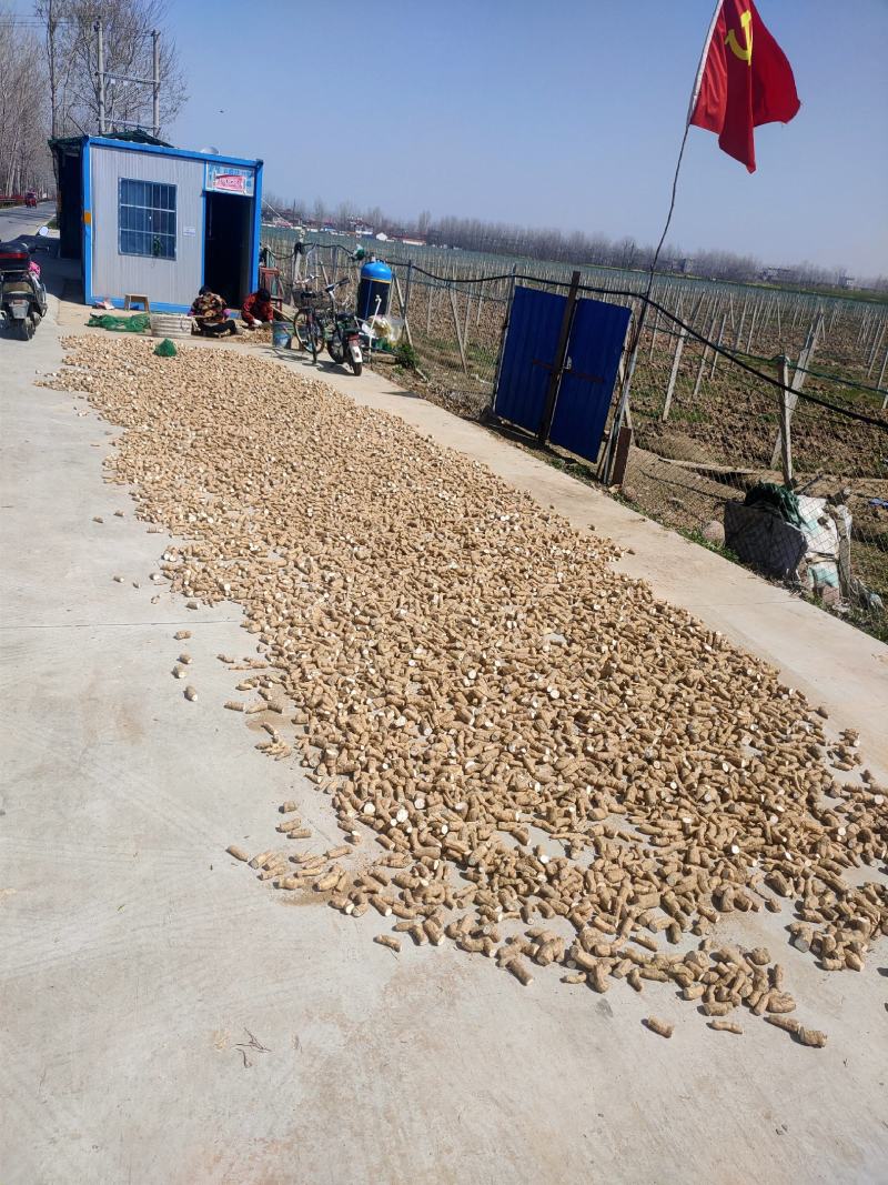 17号第一年生优质瓜蒌种苗，商家育好，可直接上门提货