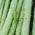 莴苣【云南精品莴苣莴苣杆子】新鲜莴笋热卖产地批发