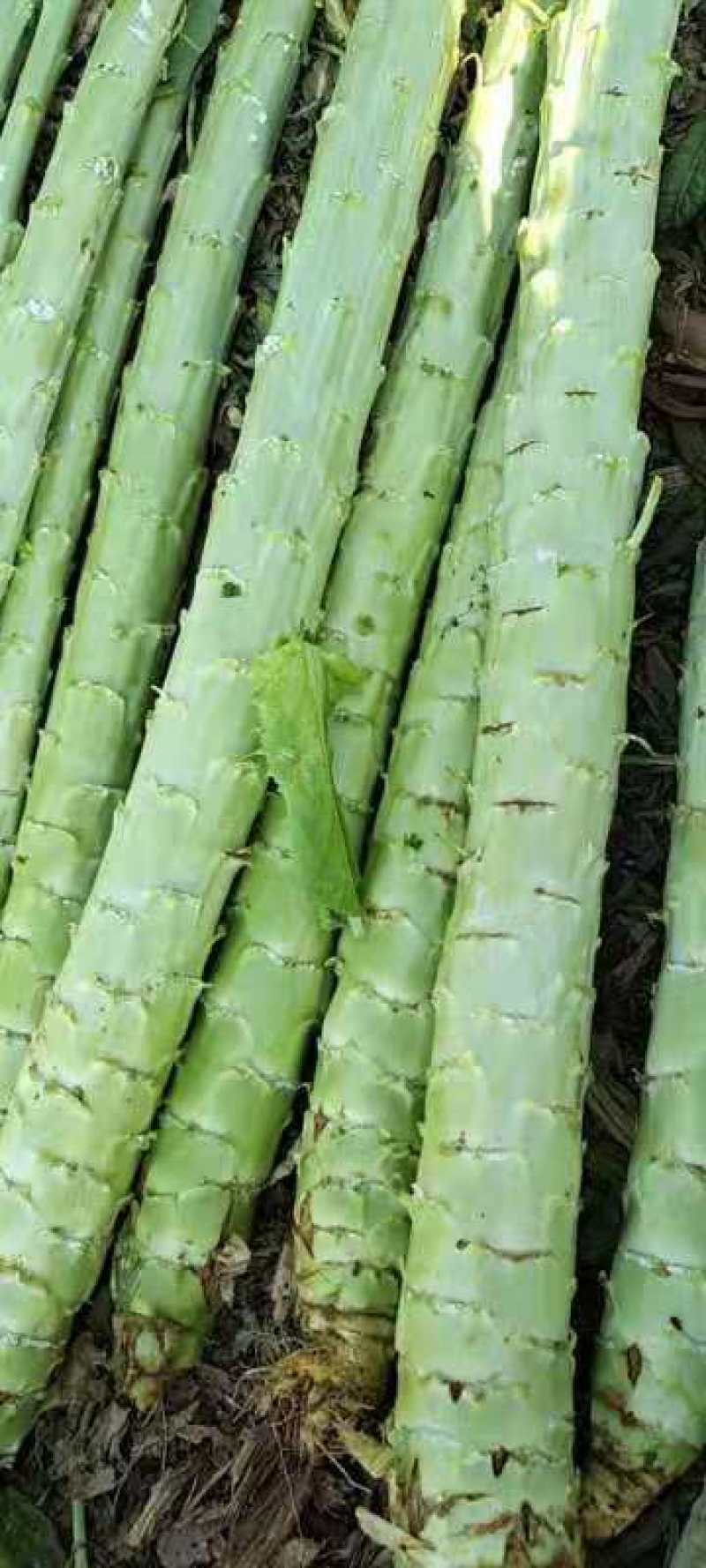 莴苣【云南精品莴苣莴苣杆子】新鲜莴笋热卖产地批发