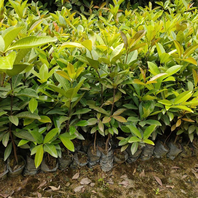 巴西樱桃苗樱桃树苗庭院盆栽果树苗南北方可种植