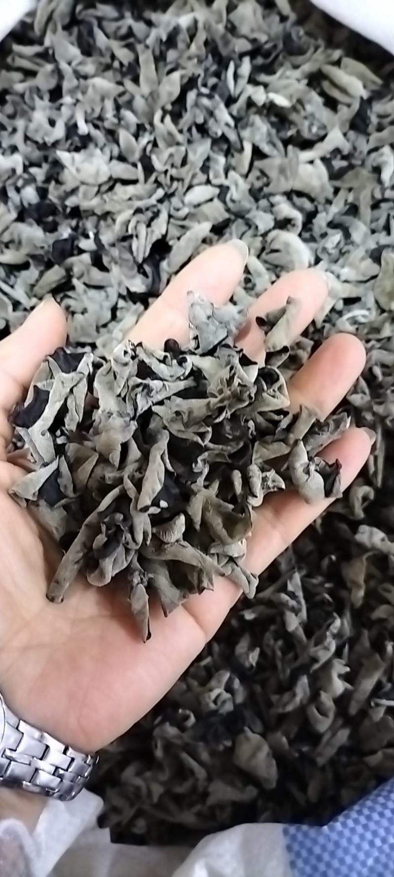 黑木耳，特级，东北木段秋木耳