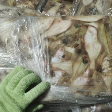 石岛小长脖价格超低量大便宜