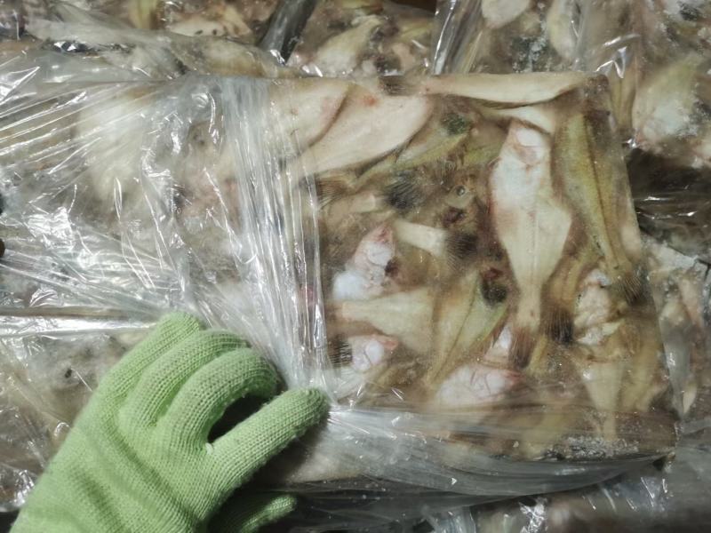 石岛小长脖价格超低量大便宜