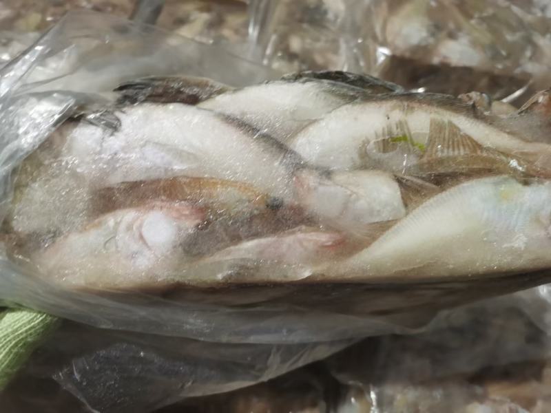 石岛小长脖价格超低量大便宜