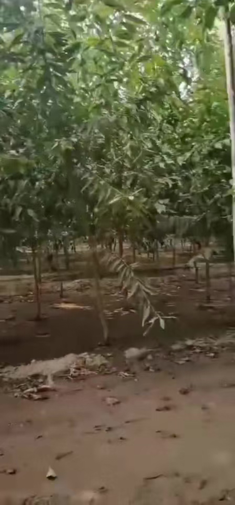 成品桃树苗，实生苗，品种有突围桃，春蜜，映霜红，中桃系列
