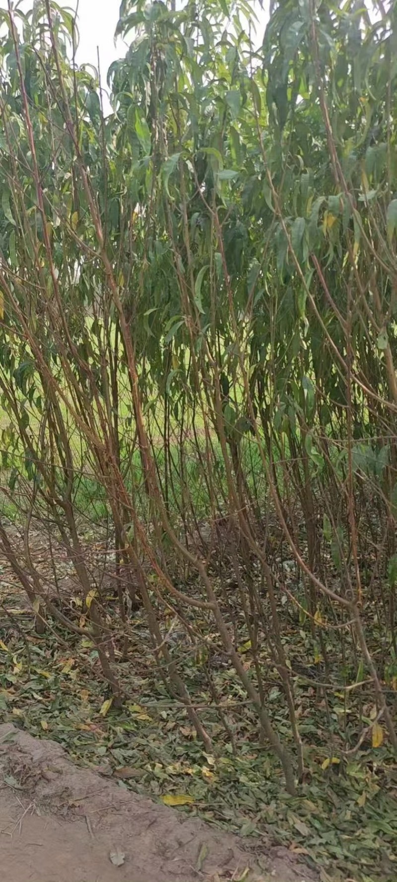 成品桃树苗，实生苗，品种有突围桃，春蜜，映霜红，中桃系列