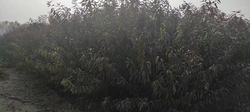 成品桃树苗，实生苗，品种有突围桃，春蜜，映霜红，中桃系列