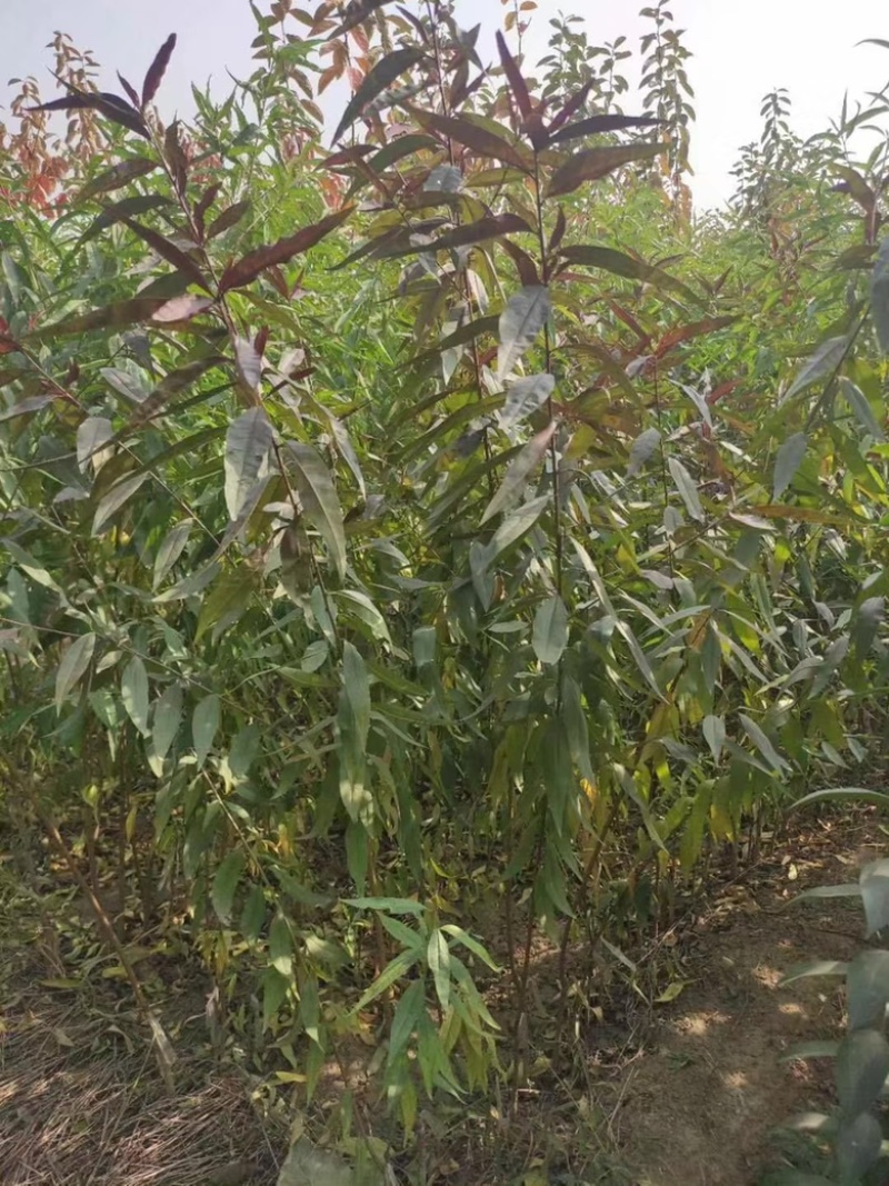 成品桃树苗，实生苗，品种有突围桃，春蜜，映霜红，中桃系列