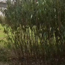 成品桃树苗，实生苗，品种有突围桃，春蜜，映霜红，中桃系列