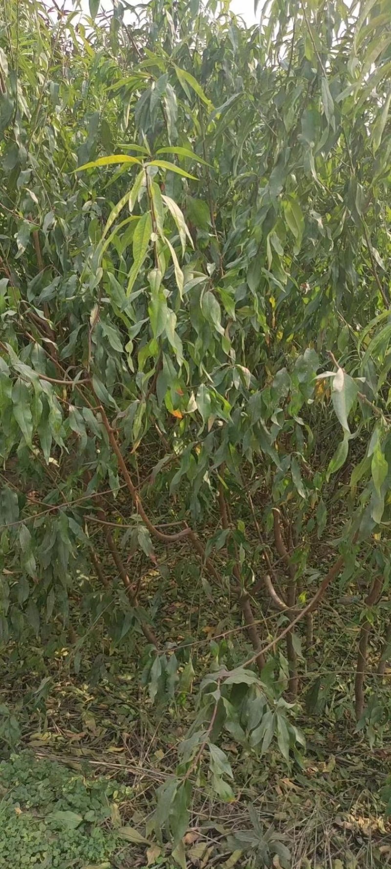 成品桃树苗，实生苗，品种有突围桃，春蜜，映霜红，中桃系列